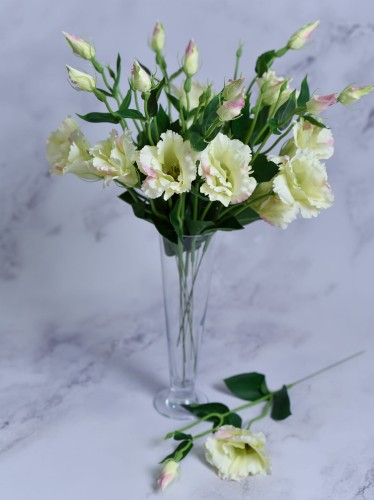 Eustoma Pik EX12 # Jasna Zieleń/ Jasny Róż (12 szt)
