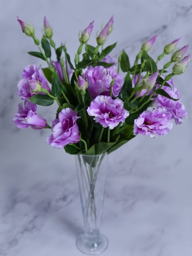 Eustoma Pik EX12 # LILA*1365 (12 szt)