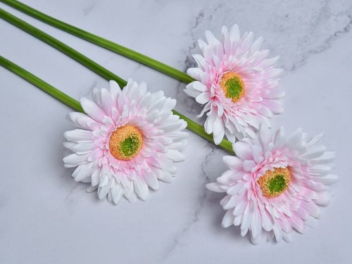 Gerbera Gałązka SG72 # Jasny Perłowy Róż (6 szt)