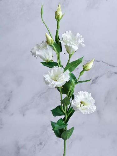 Eustoma Gałązka EG345 # Biel/Krem