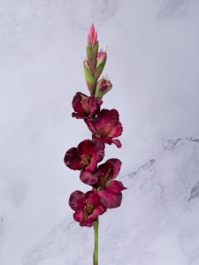 IMG_1819.jpg