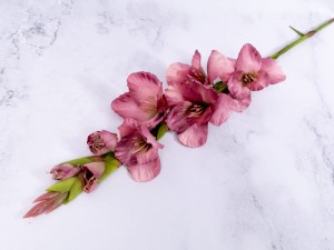 IMG_1949.jpg