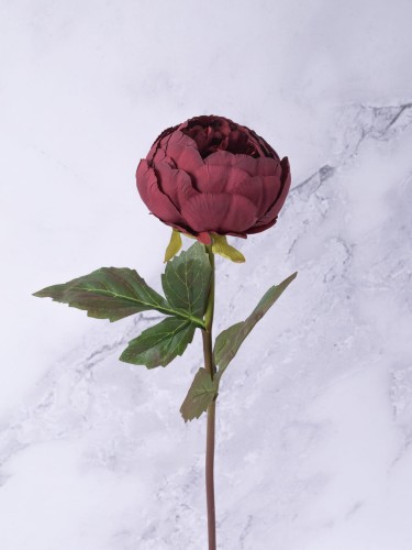 Peonia Gałązka P77 # Piękne BORDO