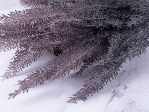 IMG_3121.jpg