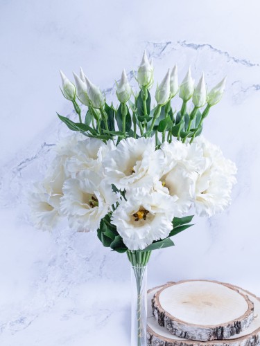 Eustoma Pik EX12 # Écru (12 szt)