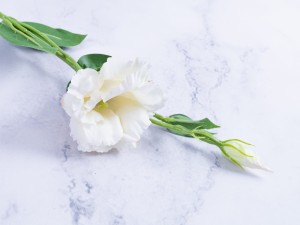 IMG_4050.jpg