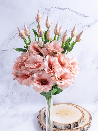 Eustoma Pik EX12 # Jasny Pudrowy Róż (12 szt)