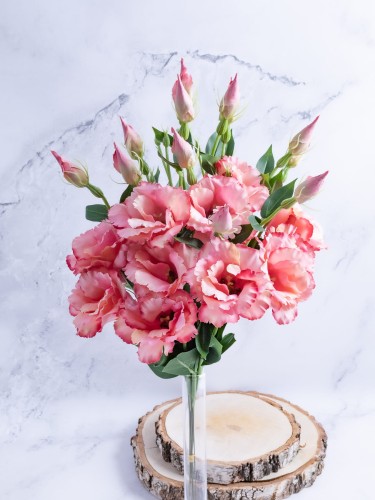 Eustoma Pik EX12 # Róż Cieniowany*2892 (12 szt)