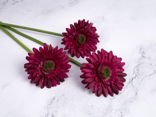 Gerbera Gałązka SG72 # Burgund*3043 (6 szt)