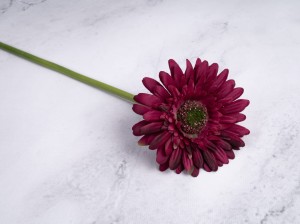 IMG_4575.jpg