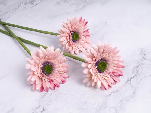 Gerbera Gałązka SG72 # Pudrowy Przygaszony Róż*3040 (6 szt)