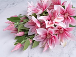 IMG_4681.jpg