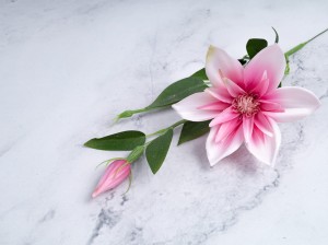 IMG_4686.jpg