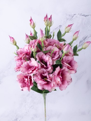Eustoma Pik EX12 # Przygaszony Róż*3124 (12 szt)