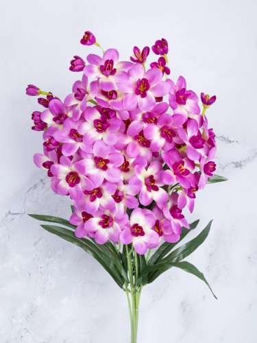 Storczyk Gałązka Cymbidium SC01 # Fuksja/Vanilla (7 szt)