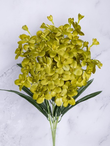 Storczyk Gałązka Cymbidium SC02 # Oliwka (7 szt)