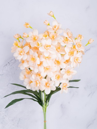 Storczyk Gałązka Cymbidium SC02 # Brzoskwinia/MORELA (7 szt)
