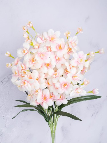 Storczyk Gałązka Cymbidium SC02 # Écru z Różem (7 szt)