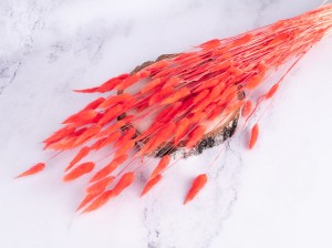 IMG_9339.jpg