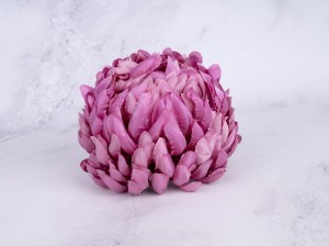 IMG_9766.jpg