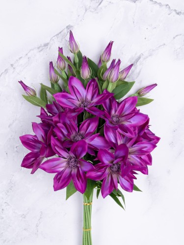 KLEMATIS Gałązka/PIK # Purpurowy/Fiolet*2384 (12 szt)