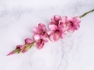 IMG_0343.jpg