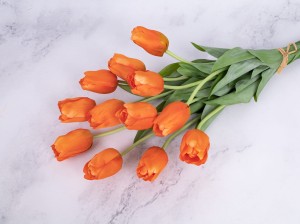 IMG_1242.jpg