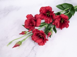 IMG_1820.jpg