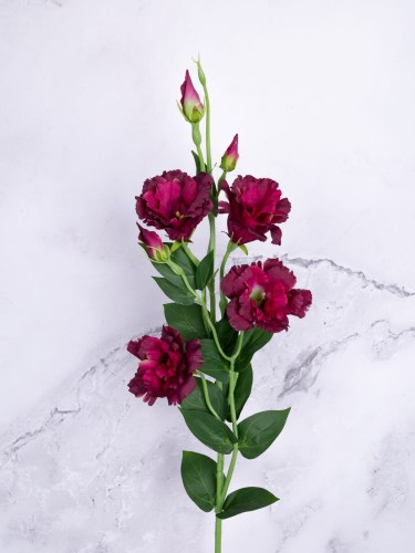 Eustoma Gałązka EG345 # Burgund