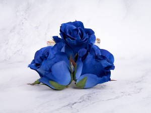 IMG_1781.jpg