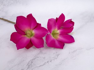 IMG_2368.jpg