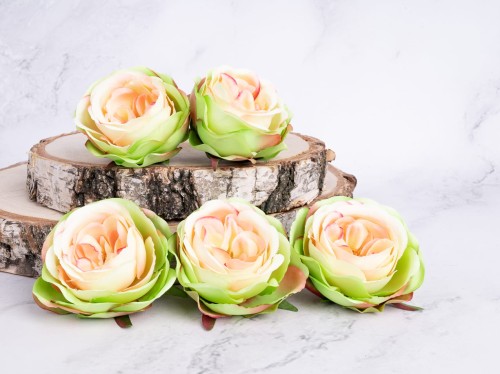 Róża Angielska 55VA # Zieleń/Brzoskwinia  (12 szt)