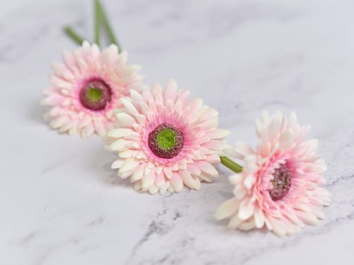 Gerbera Gałązka SG72 # Jasny Róż/Ecru ( 6 szt)