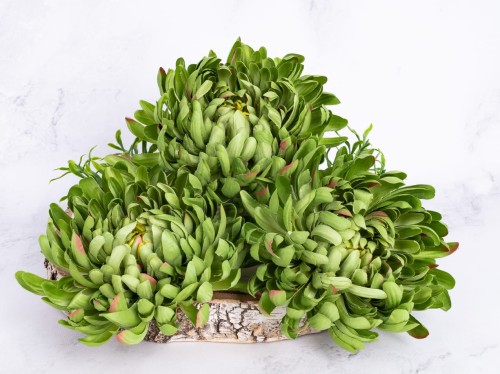 Chryzantema Wyrobowa SN75 # Piękna Zieleń*3385 (12 szt)