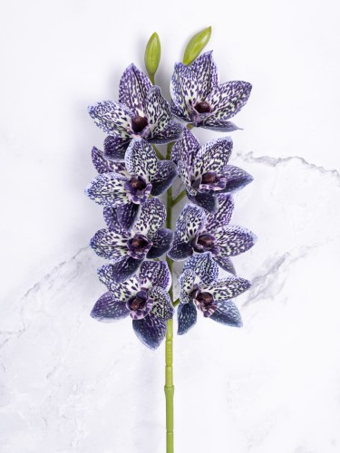 Storczyk CYMBIDIUM V5 # Nakrapiana Piękna Śliwka