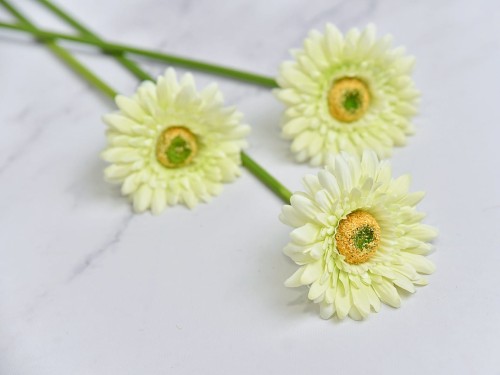 Gerbera Gałązka SG72 # Jasna Zieleń*2019 ( 6 szt)