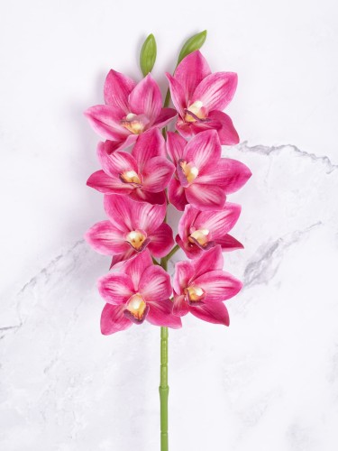 Storczyk CYMBIDIUM V5 # Róż Cieniowany 