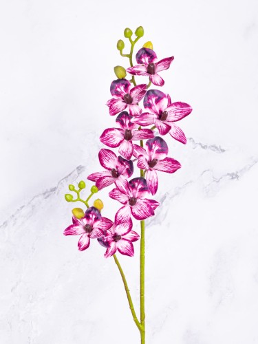Storczyk Drobny CYMBIDIUM V4 # Ciemny Róż
