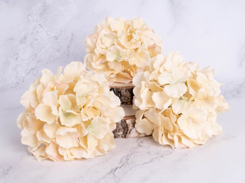 Hortensja Wyrobowa AM15 # Pastelowa Vanilla  (6 szt)