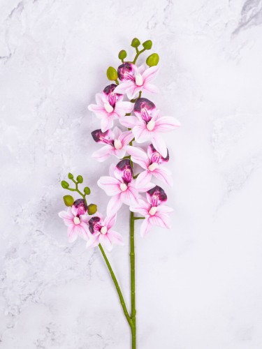 Storczyk Drobny CYMBIDIUM V4 # Jasny Róż