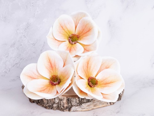  Magnolia Wyrobowa "Lateks" # Delikatna Brzoskwinia*13 (12 szt)