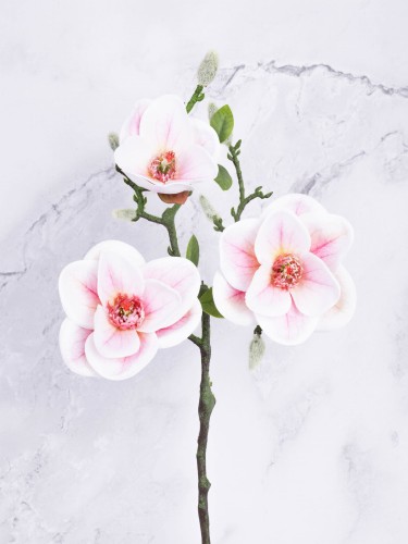 Magnolia Gałązka "Lateks" # Krem/Jasny Róż