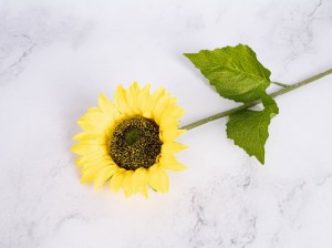 IMG_7411.jpg