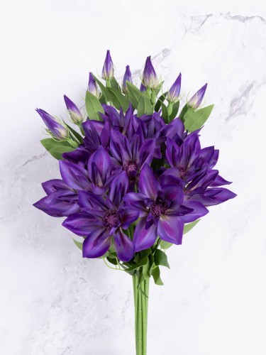 KLEMATIS Gałązka/PIK # Ciemny Fiolet*1823 (12 szt)