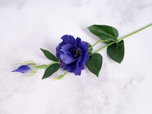 IMG_1302.jpg
