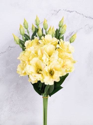 Eustoma Pik EX12 # Żółty (12 szt)