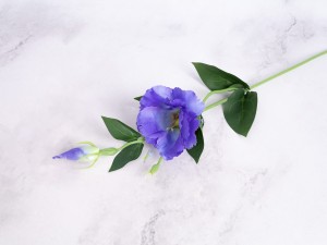 IMG_1307.jpg