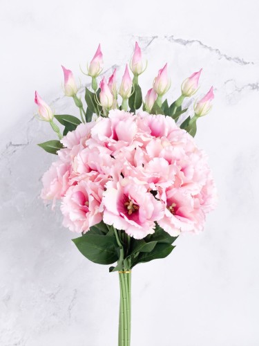 Eustoma Pik EX12 # Pudrowy Róż*2913 (12 szt)
