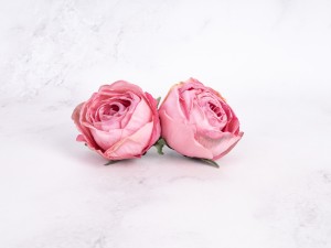 IMG_1558.jpg