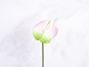 IMG_2504.jpg